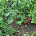 Garden Bird Netting 1/4 in Mesh 14 ft x 100 ft I297