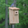 Bluebird House with Front Door Clean Out Z1714